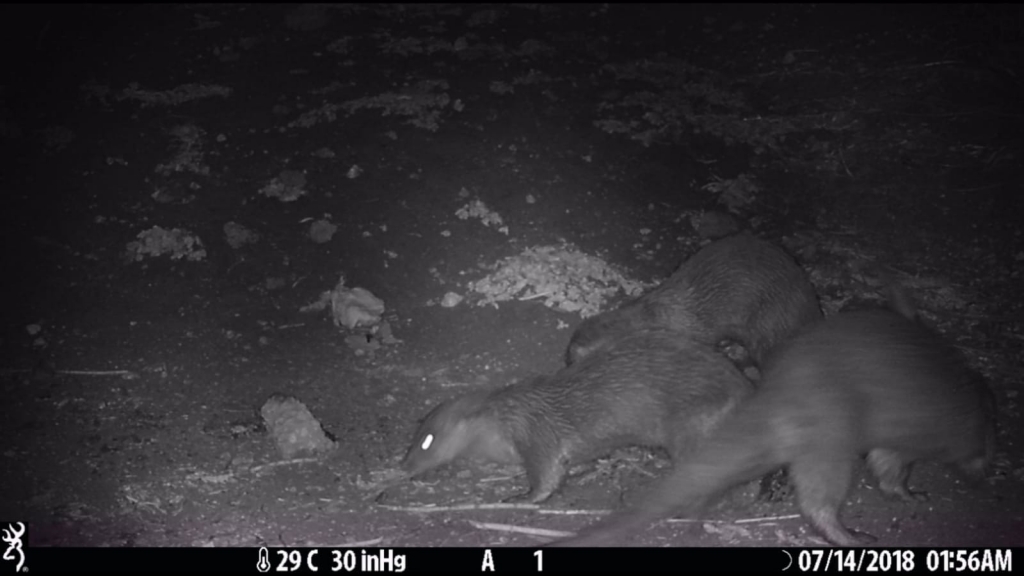 IMG-20180714-WA0008_שלוש לוטרות בבריכות צומת הגומא.jpg