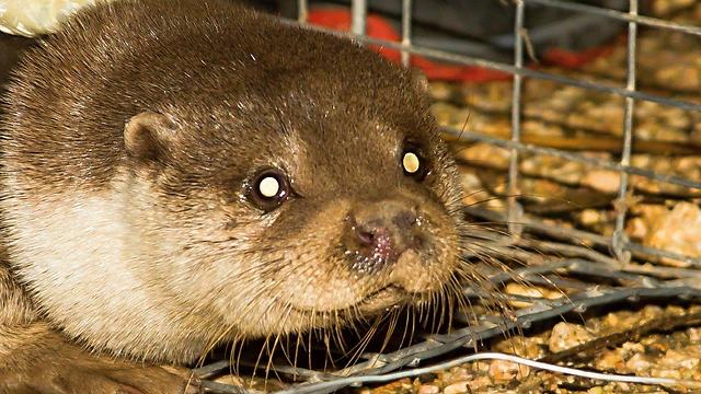 לוטרה-דרור גלילי.jpg