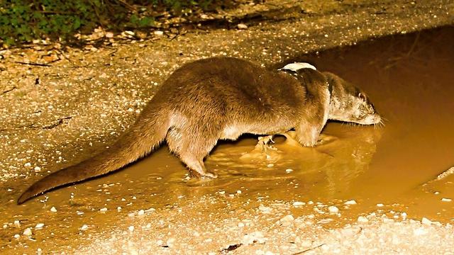 לוטרה - צילם דרור גלילי.jpg