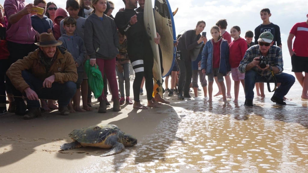 שחרור צב ים JPG