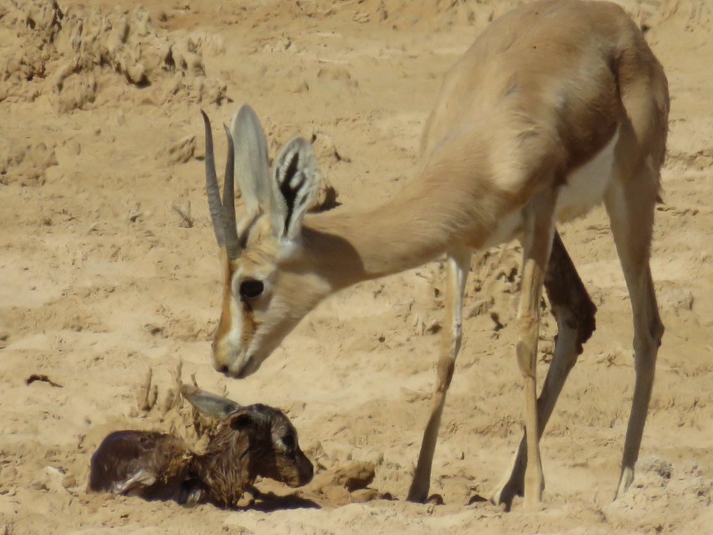 צביית הנגב ועפר צילום אסף הברי3.JPG
