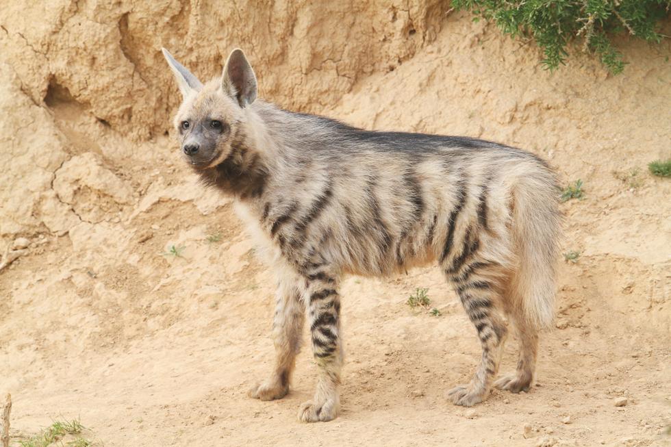 צבוע. צילום עזרא חדד רשות הטבע והגנים