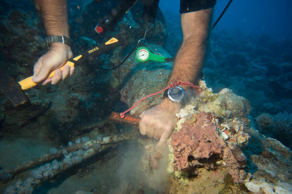 הצלת אלמוגים JPG