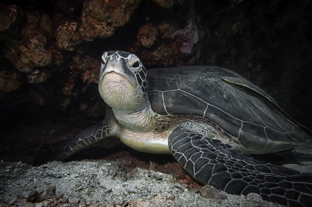 צבת ים נדירה באילת