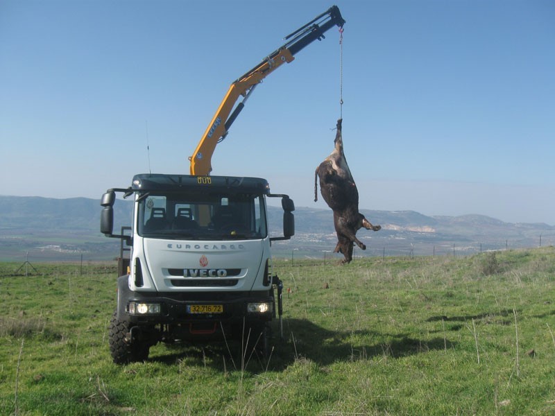 פינוי פגרים משטחי מרעה.jpg
