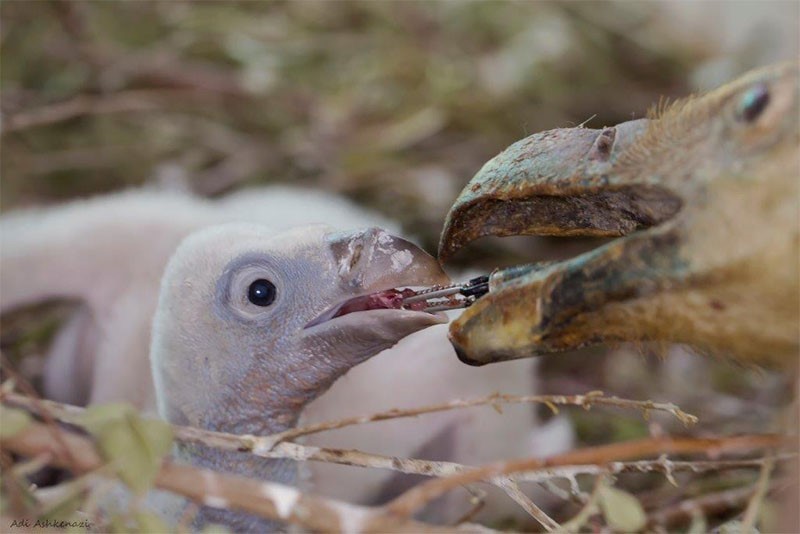 האכלת גוזל בעזרת פוחלץ צילום עדי אשכנזי.jpg
