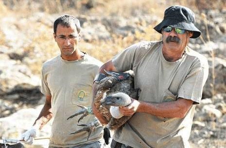 אנשי הרשות מטפלים בנשרים.jpg