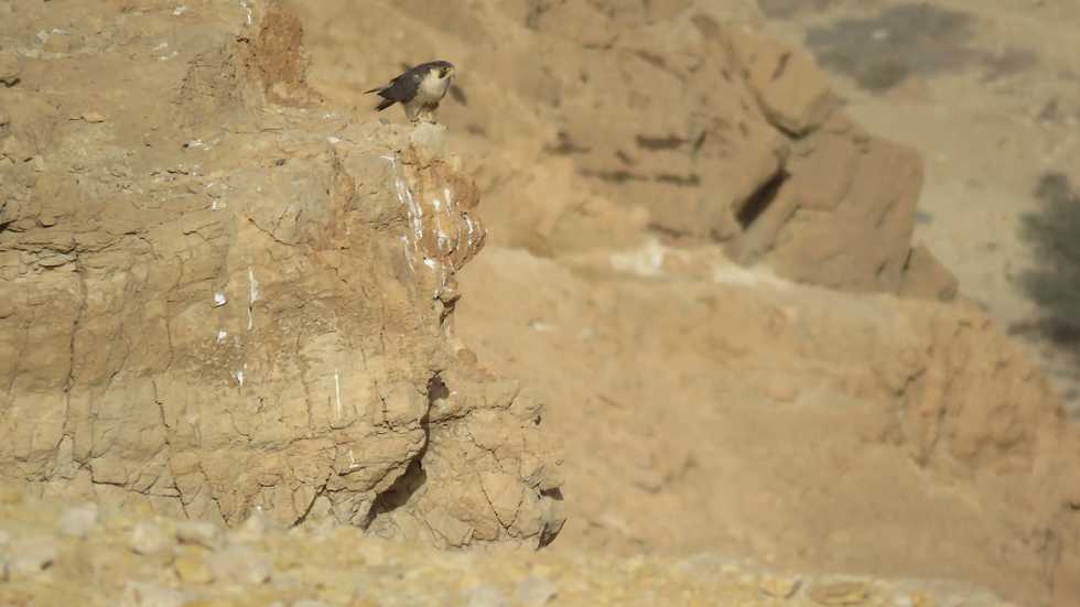 בז מדברי צילום עדן אוליאל רשות הטבע והגנים.jpg