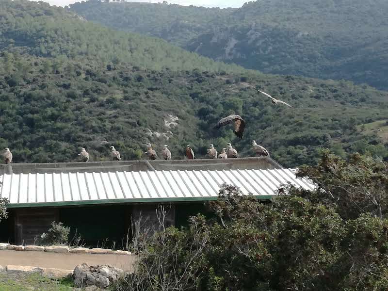 נשרים בחי בר כרמל.jpg