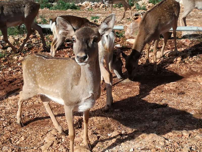 יחמורים בחי בר כרמל.jpg