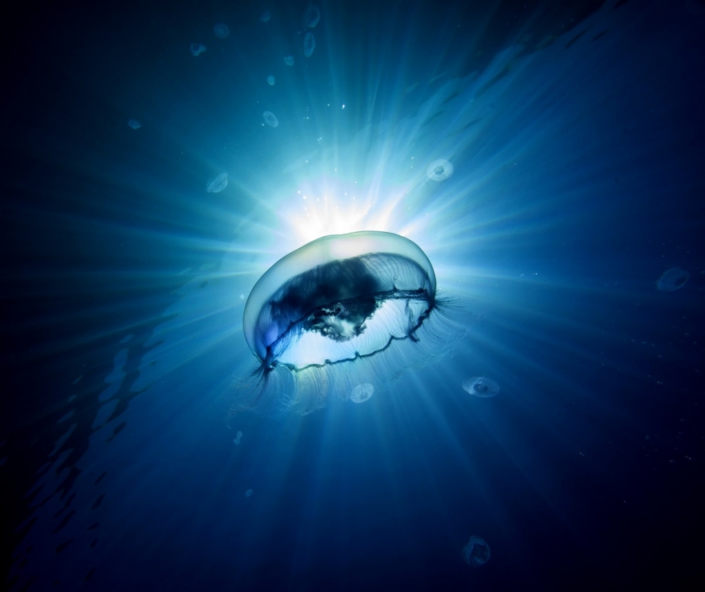 מדוזה במפרץ אילת - עומרי יוסף עומסי רשות הטבע והגנים-1