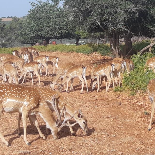 יחמורים בחי בר כרמל
