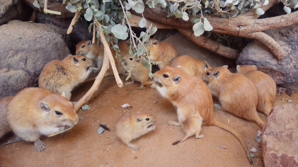 פסימון בחי רמון