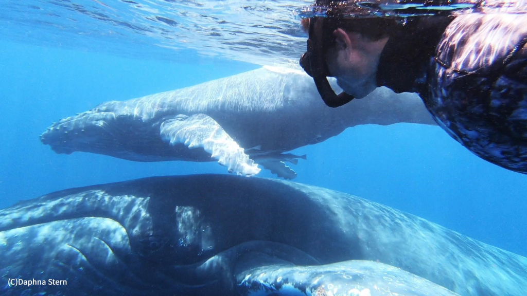 לשחות עם לוויתנים. צילום: דפנה שטרן