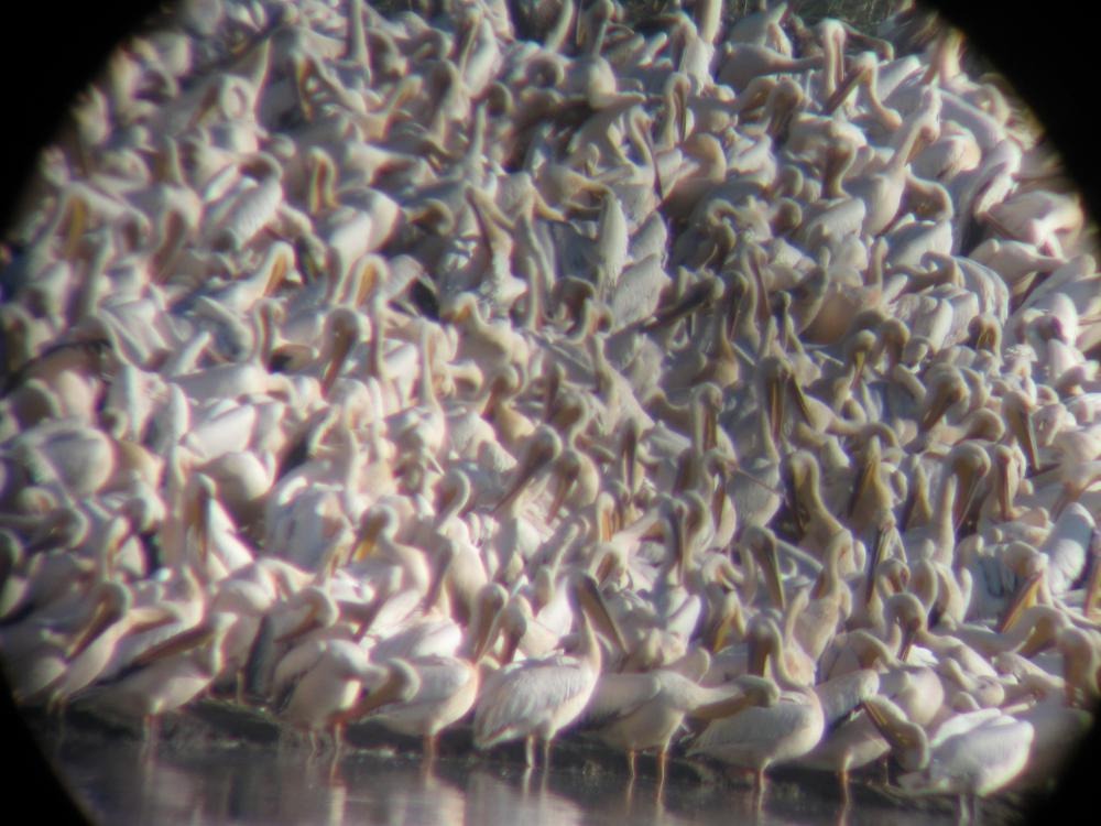 שקנאים - נזקים לחקלאות - ניסים קשת