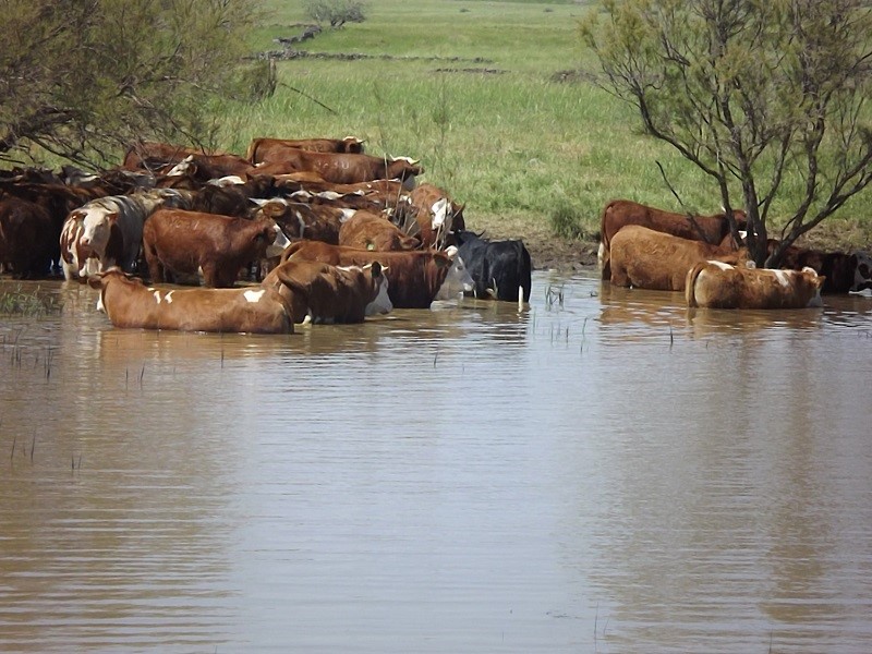 פרות רובצות במקווה מים בדרום הגולן (צילום: עמית דולב)