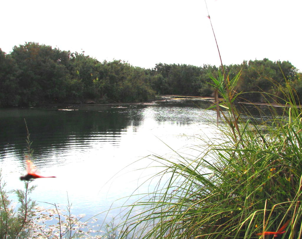 נחל תנינים, צילום מורגאן עמאש