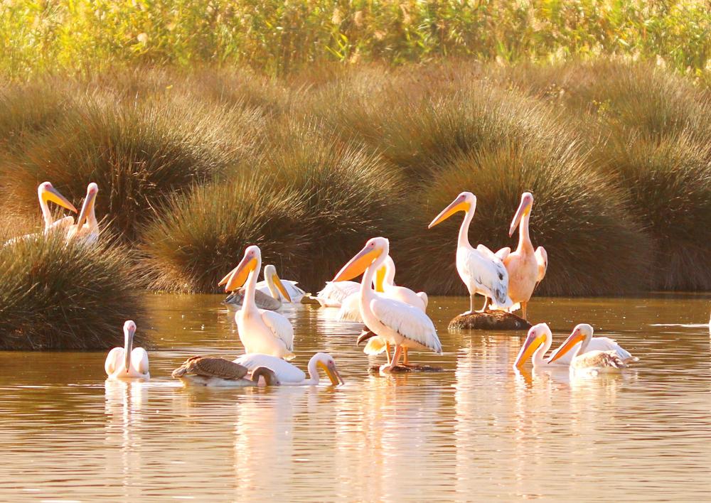 בשמורת החולה - צילום יניב כהן