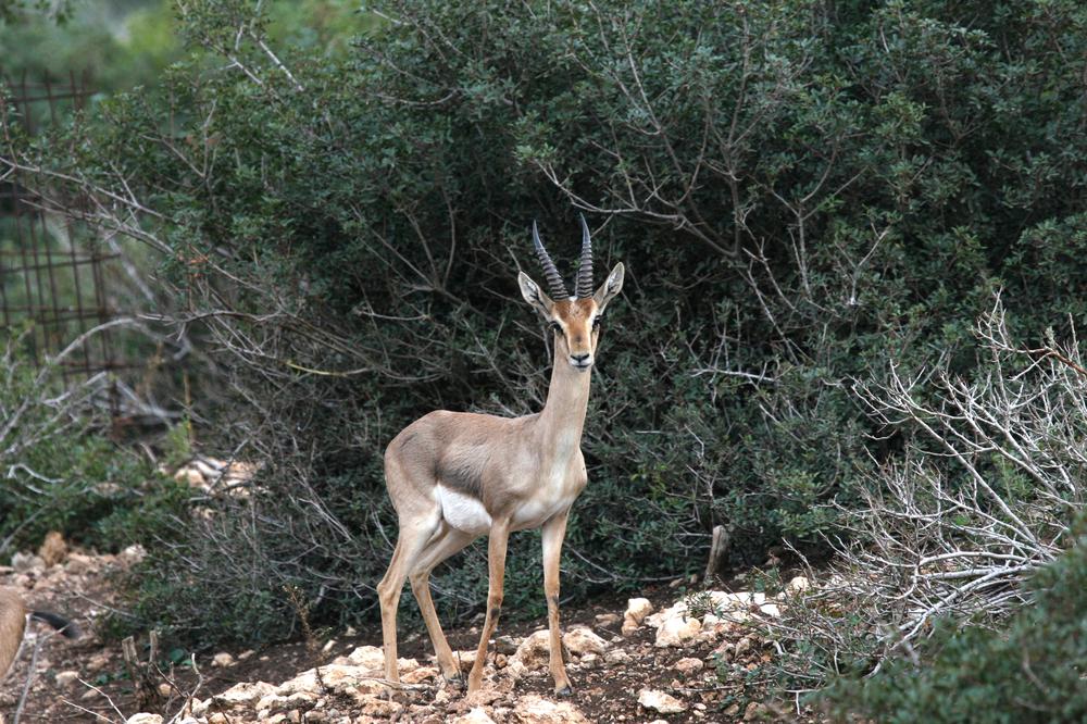 5da2dd69b3723 צבי ארצישראלי