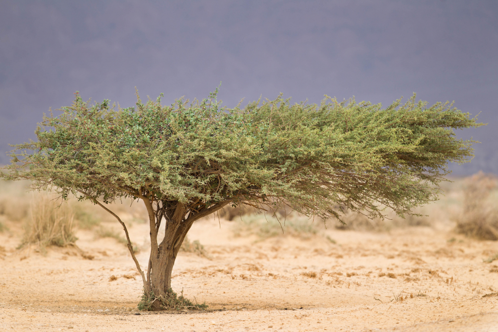 עץ - דורון ניסים
