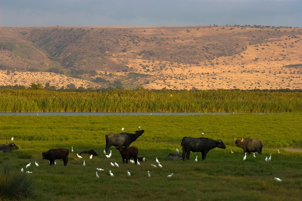 חורף של ציפורים בחולה