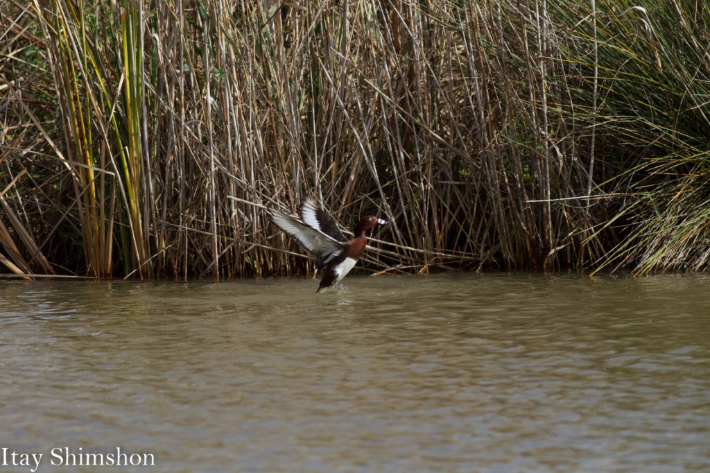 השבת צוללי ביצות בעין אפק