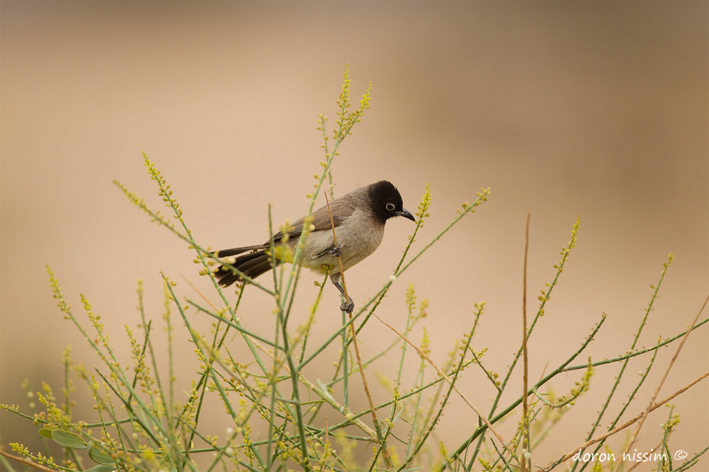 בולבול - דורון ניסים