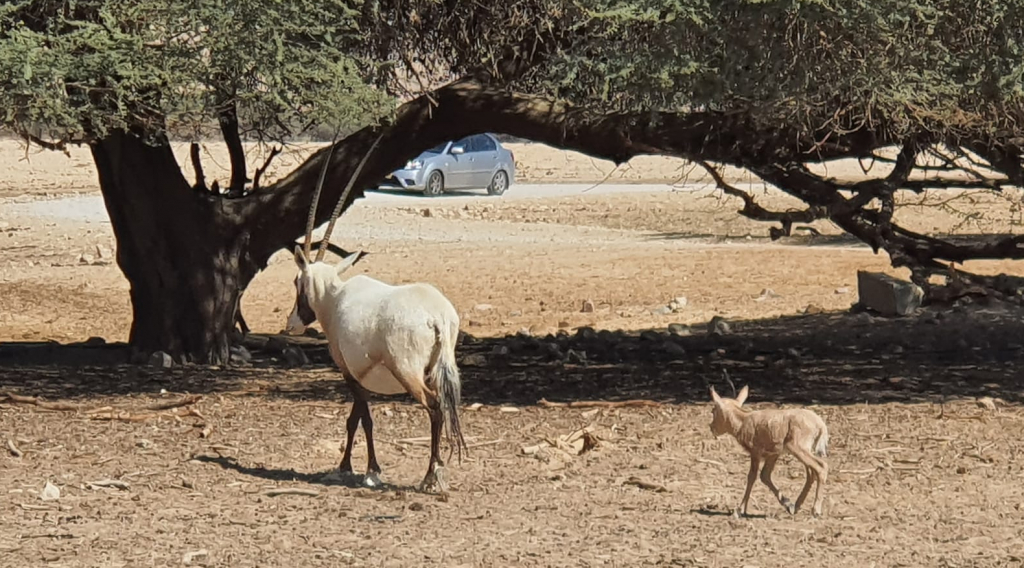 ראמים ביטבתה