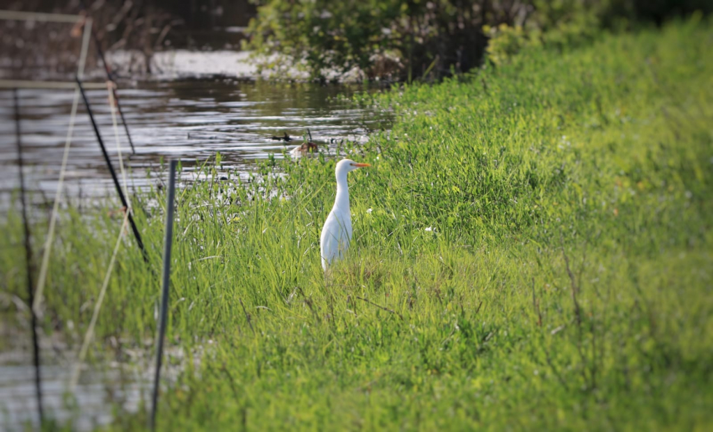 אנפת בקר בבריכת חורף יער חדרה (צילום יניב כהן, רשות הטבע והגנים)