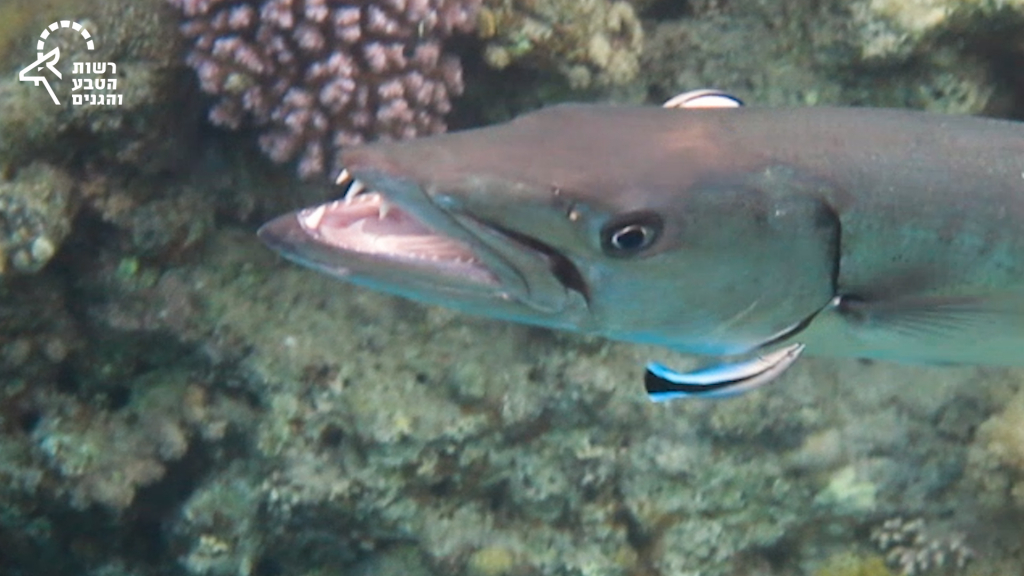 7. דג ברקודה ודגי נקאי