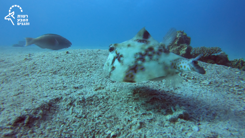 3. דג שריונין