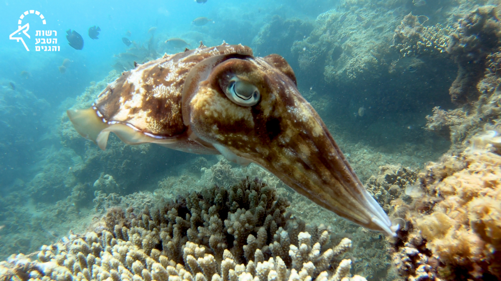 2. דיונונית מטילה ביצים