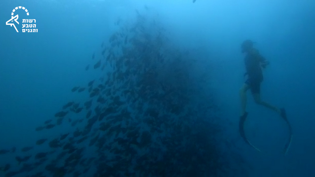 10. הזדווגות דגי בתרן שחום