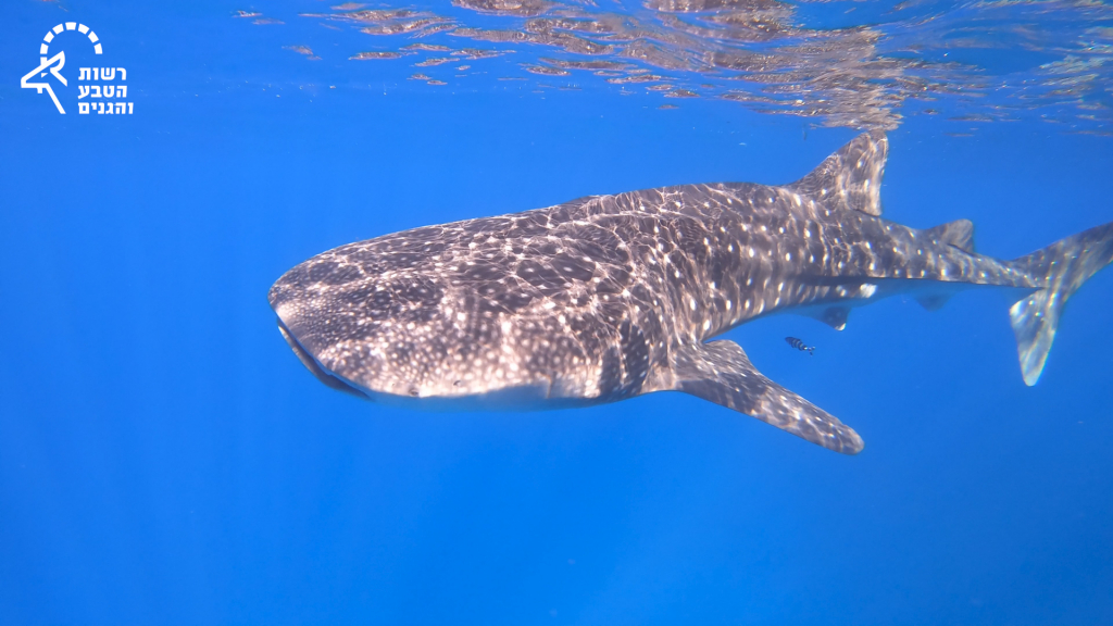 12. כריש לוויתן