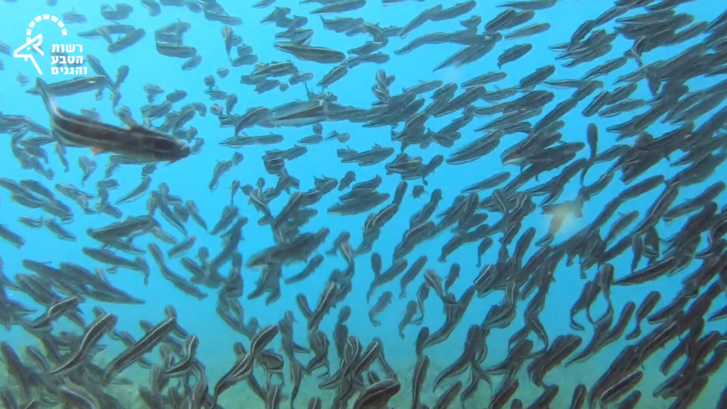 11. להקת שפמית ארסית