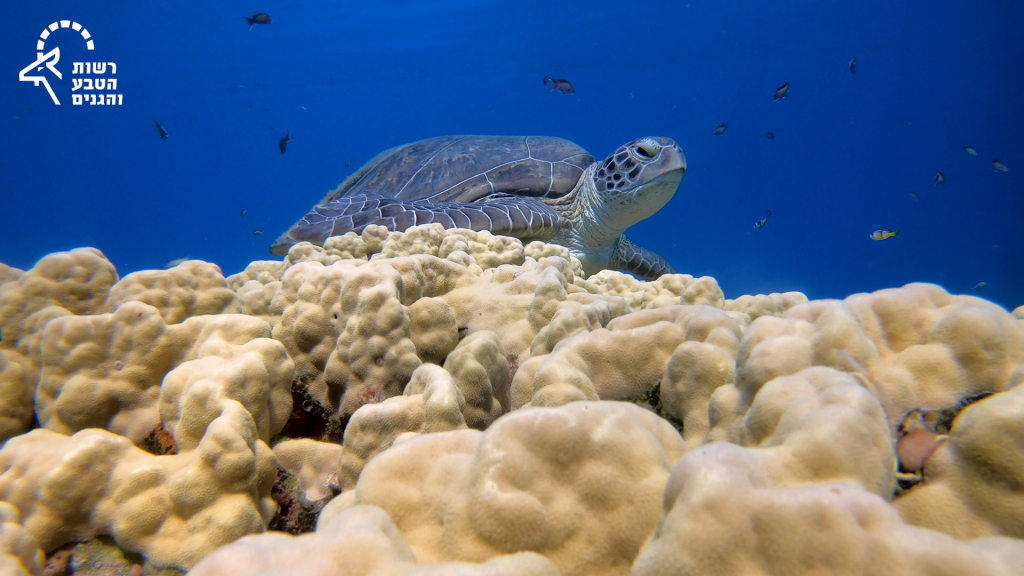 1. צב ים ירוק