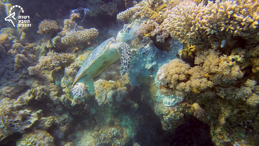 5. צב ים קרני גולן רידר