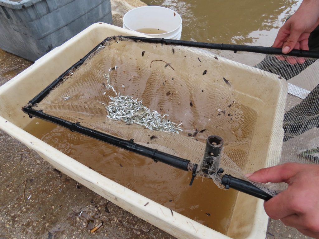 צילום אלון פן