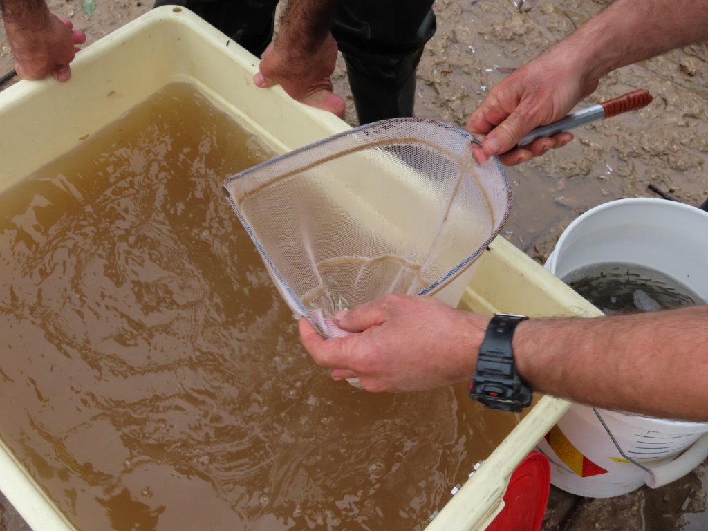 צילם אלון פן
