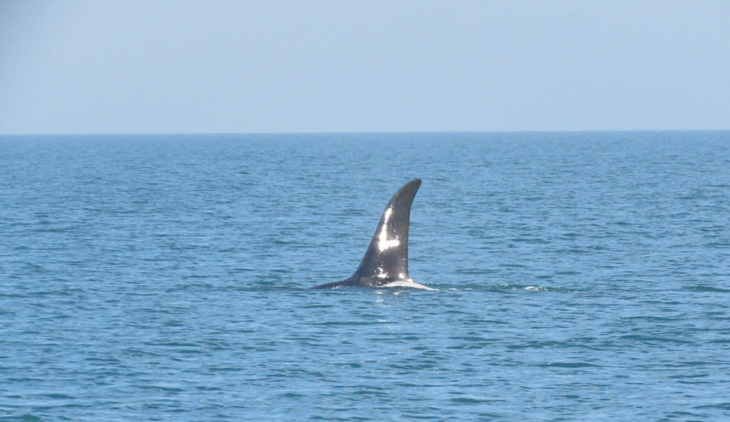 קטלן שבי ציון 28-02-2020 מנור גורי 2