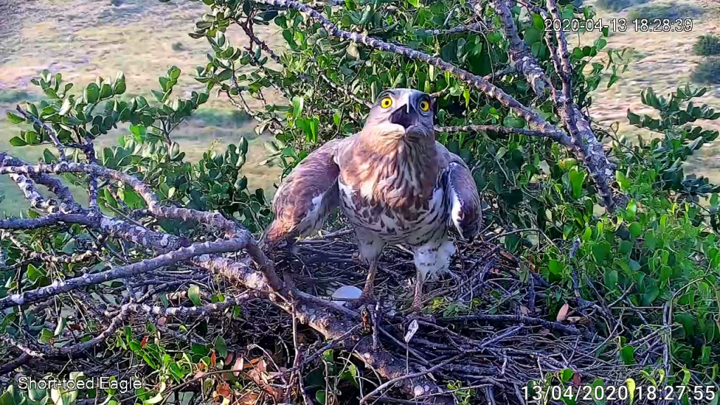 חיוואי על עץ