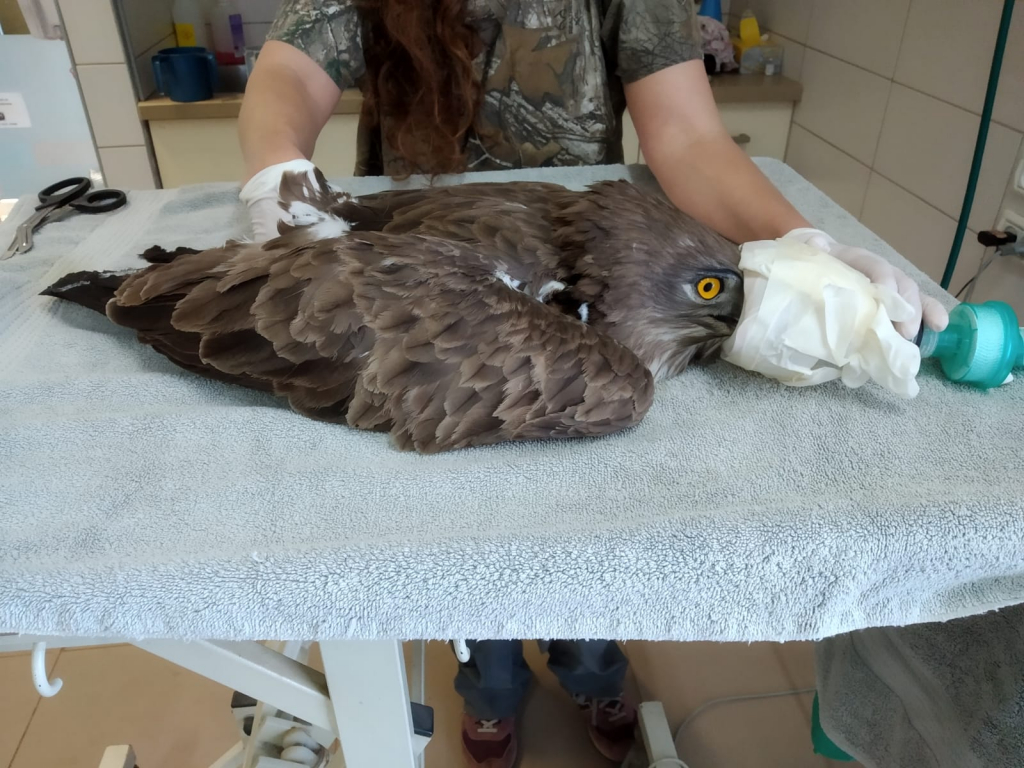 החיוואי בבית החולים