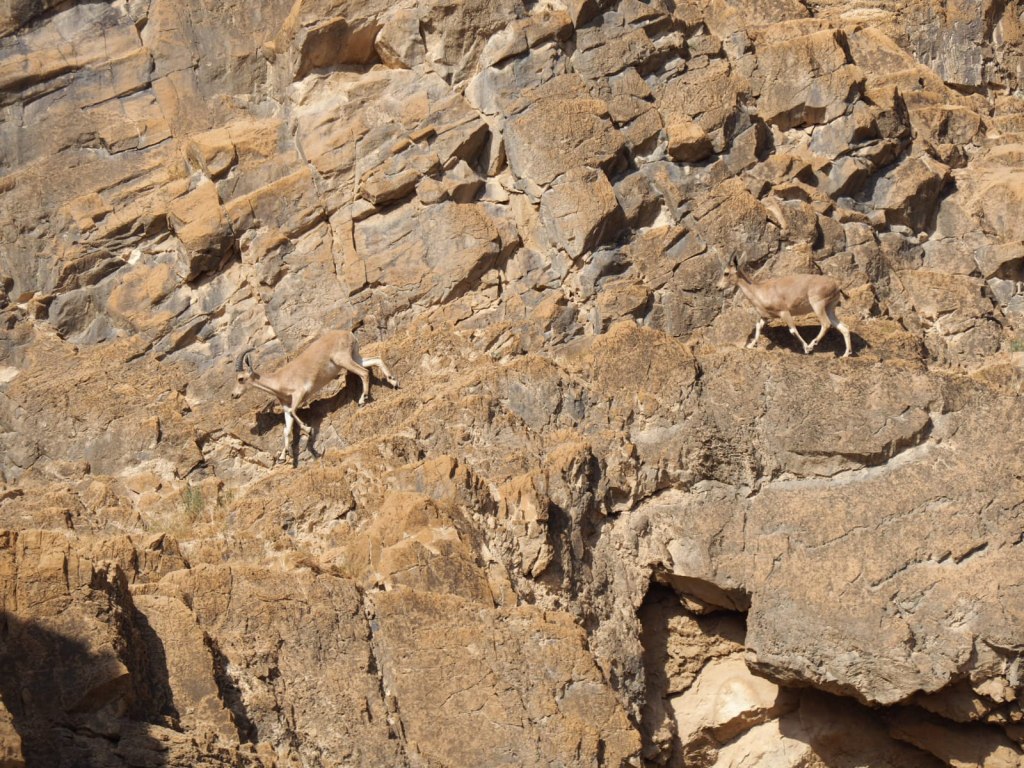 יעלים דן פרקש