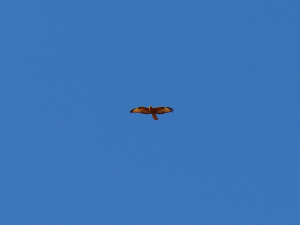 צופית בוהקת - דן פרקש