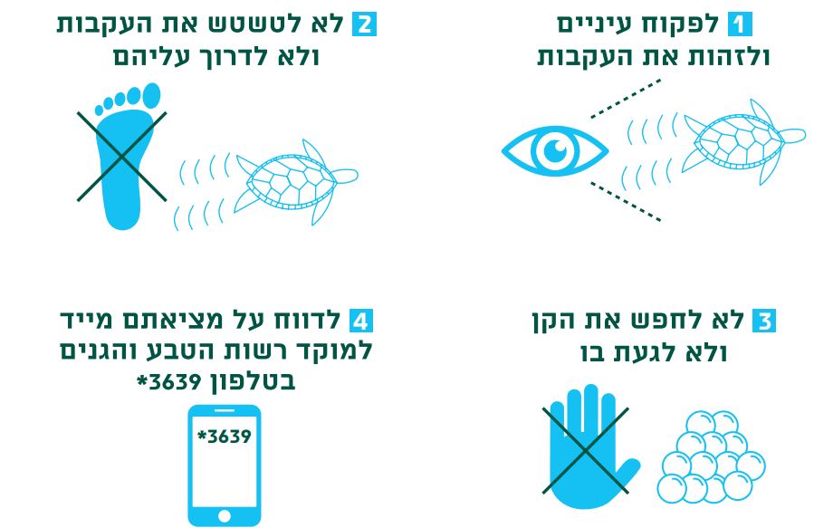 צבי ים - 4 דברים שיש לעשות