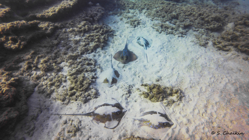 התקבצות טריגונים בעונת הרבייה בשמורת גדור. צילום: שחר חייקין.