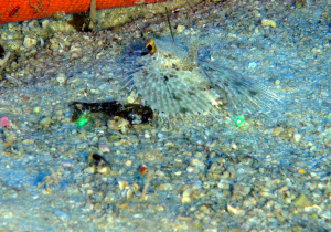 דג נדיר - סקר השוניות המזופוטיות