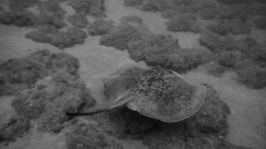 בטאי בעומק - סקר שוניות מזופוטיות במפרץ אילת