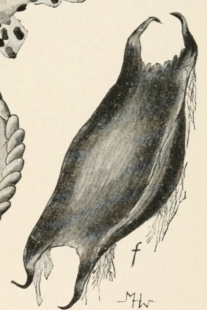 ביצת בטאי מסוג תריסנית.