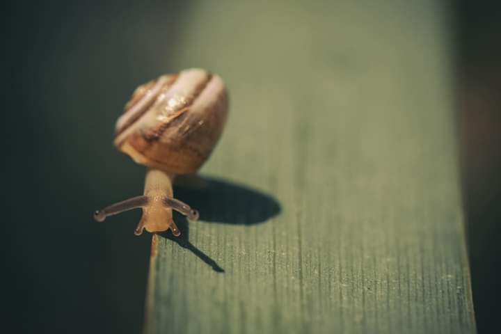 חילזון- צילם איתמר כוכבי